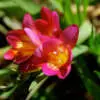 Easy Flowers to Grow in Autumn 4 - Garden Express Australia