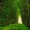 What You Need to Know About Nitrogen Deficiency in PlantsÂ