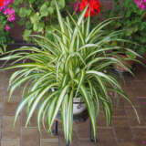 Chlorophytum Spider Plant Chlorophytum Spider Plant