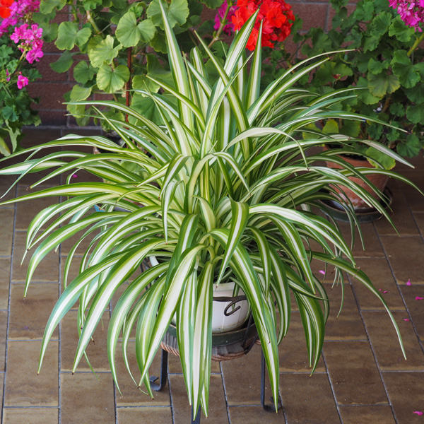 Chlorophytum Spider Plant Chlorophytum Spider Plant