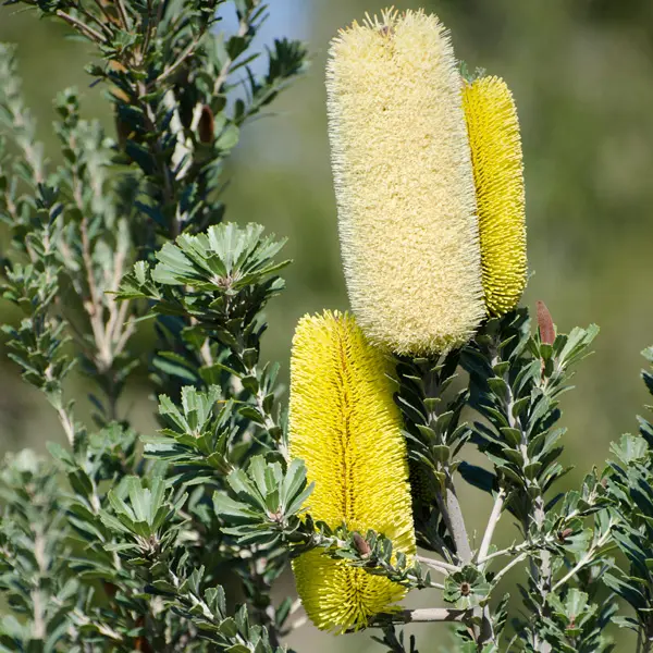 Banksia Praemorsa Yellow 50mm Banksia Praemorsa Yellow 50mm