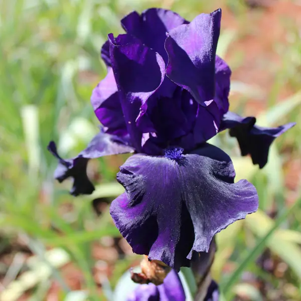 Bearded Iris Black Dragon Bearded Iris Black Dragon