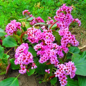 Bergenia Shoeshine Rose Bergenia Shoeshine Rose