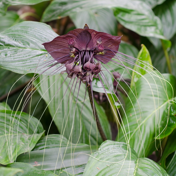 Black Bat Flower Black Bat Flower