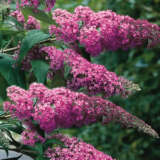 Buddleja Pink Delight 50mm Buddleja Pink Delight 50mm