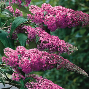 Buddleja Pink Delight 50mm Buddleja Pink Delight 50mm