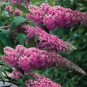 Buddleja Pink Delight 50mm Buddleja Pink Delight 50mm