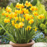 Daffodil Bittern Pkdafbit - Garden Express Australia