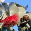 How Do Trees Help The Environment? Eucalyptus 3410621 640 - Garden Express Australia