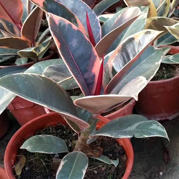 Ficus Ruby Ficus Ruby