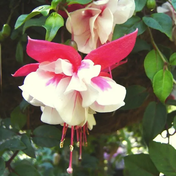 Fuchsia Dimples Fuchsia Dimples