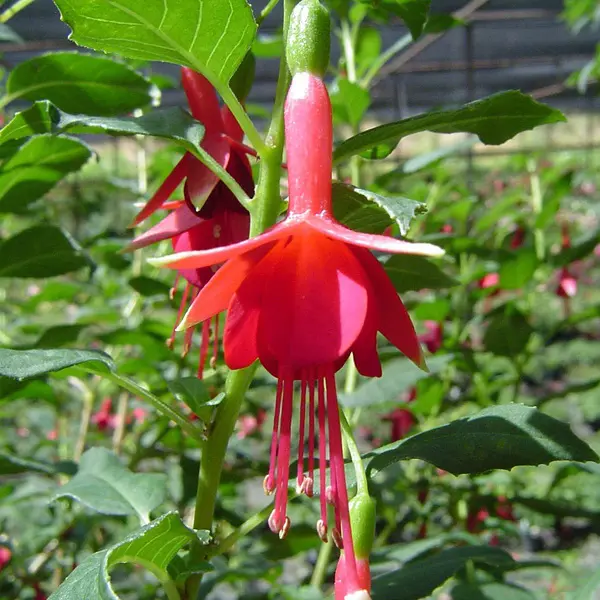 Fuchsia Flash Fuchsia Flash