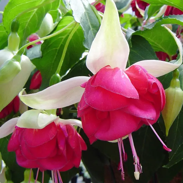 Fuchsia Seventh Heaven Fuchsia Seventh Heaven