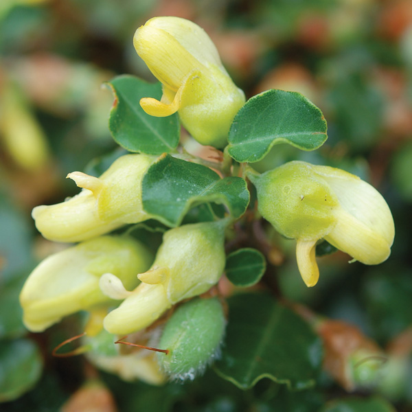 Gastrolobium Lemon Drops Gastrolobium Lemon Drops