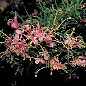 Grevillea Pink Lady 140mm Grevillea Pink Lady 140mm