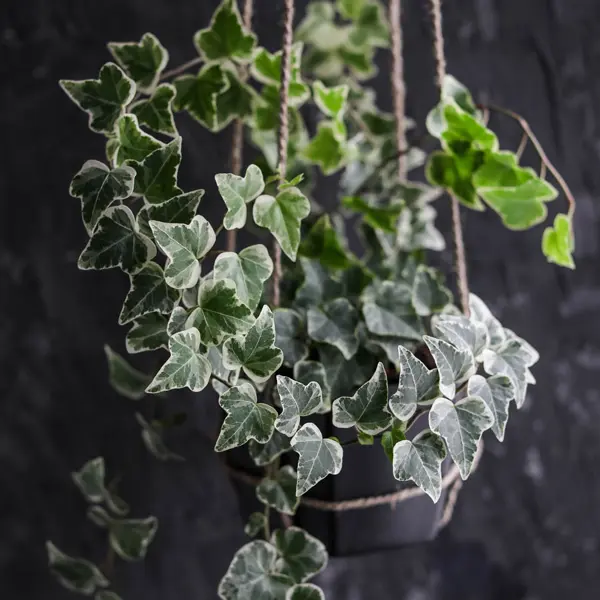 Variegated Ivy- Camouflage Variegated Ivy- Camouflage