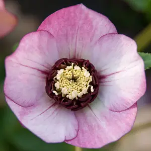 Hellebore Single Dark Pink Hellebore Single Dark Pink