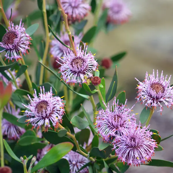 Isopogon Cuneatus Isopogon Cuneatus
