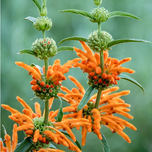 Leonotis Orange Lions Tail 50mm Leonotis Orange Lions Tail 50mm