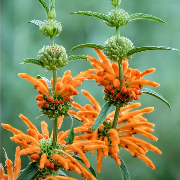 Leonotis Orange Lions Tail 50mm Leonotis Orange Lions Tail 50mm