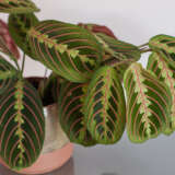 Maranta Red Veined Prayer Plant 68mm Maranta Red Veined Prayer Plant 68mm