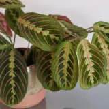 Maranta Red Veined Prayer Plant Pplmarrpl - Garden Express Australia