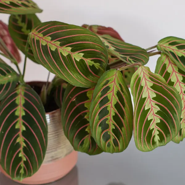 Maranta Red Veined Prayer Plant 68mm Maranta Red Veined Prayer Plant 68mm
