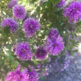 Melaleuca Little Nessie Pplmellne - Garden Express Australia