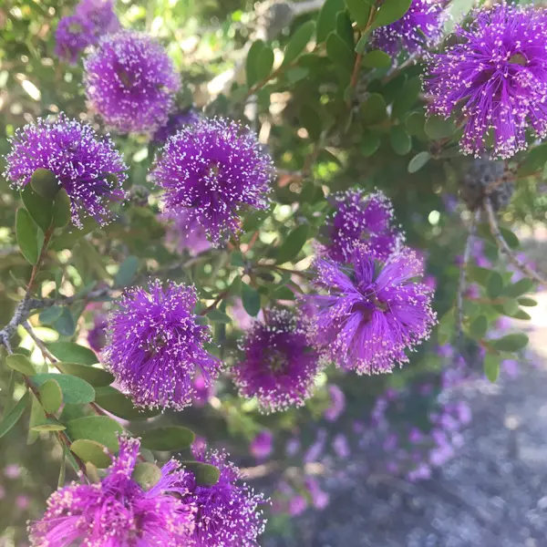 Melaleuca Little Nessie Melaleuca Little Nessie