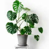 Monstera Fruit Salad Plant Pplmonfsa - Garden Express Australia