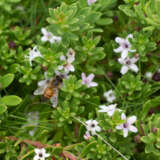 Myoporum Creeping Boobialla Pink Myoporum Creeping Boobialla Pink