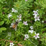 Myoporum Parvifolium Pink Lpomyoppi - Garden Express Australia