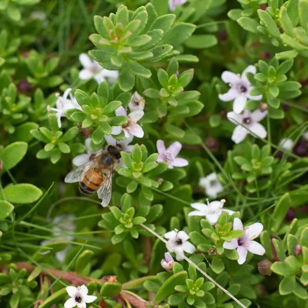 Myoporum Creeping Boobialla Pink Myoporum Creeping Boobialla Pink