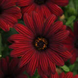 Osteospermum Serenity Red Osteospermum Serenity Red