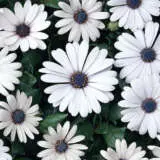 Osteospermum Serenity White Pplostswhi - Garden Express Australia