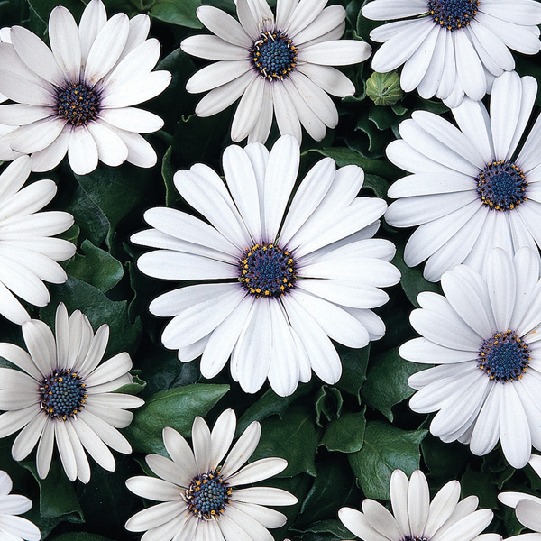 Osteospermum Serenity White Osteospermum Serenity White