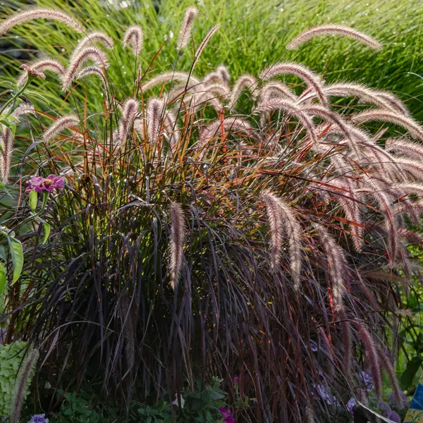 Pennisetum Dwarf Purple Fountain Grass Pennisetum Dwarf Purple Fountain Grass