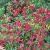 Penstemon Firebird Lpopenfbi - Garden Express Australia