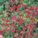 Penstemon Firebird Lpopenfbi - Garden Express Australia