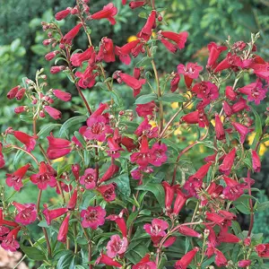 Penstemon Firebird 68mm Penstemon Firebird 68mm