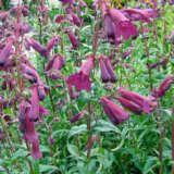 Penstemon Port Wine Lpopenpwi - Garden Express Australia
