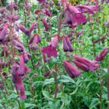 Penstemon Port Wine Lpopenpwi - Garden Express Australia