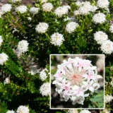 Pimelea Marshmallow Pplpimmar - Garden Express Australia