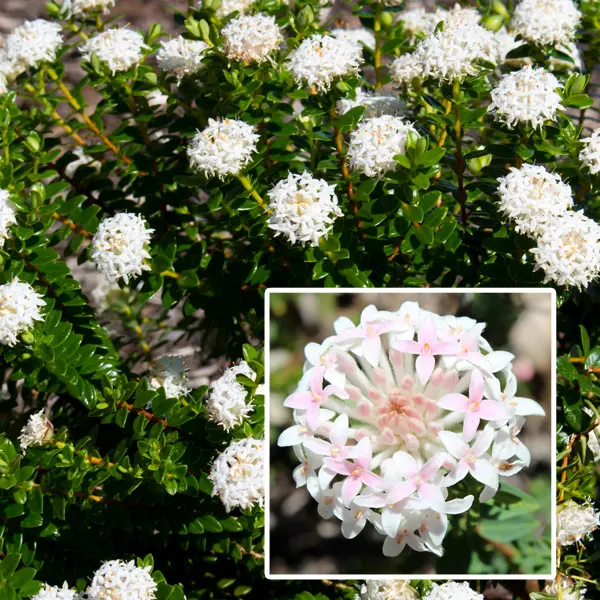 Pimelea Marshmallows (pbr) Pimelea Marshmallows (pbr)