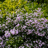 Pink Diosma Lpopindio - Garden Express Australia