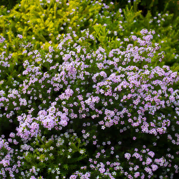 Pink Diosma 75mm Pink Diosma 75mm