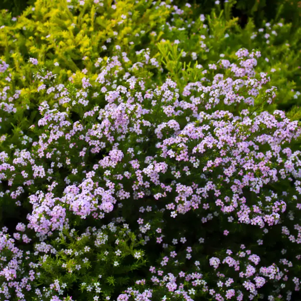 Pink Diosma 75mm Pink Diosma 75mm