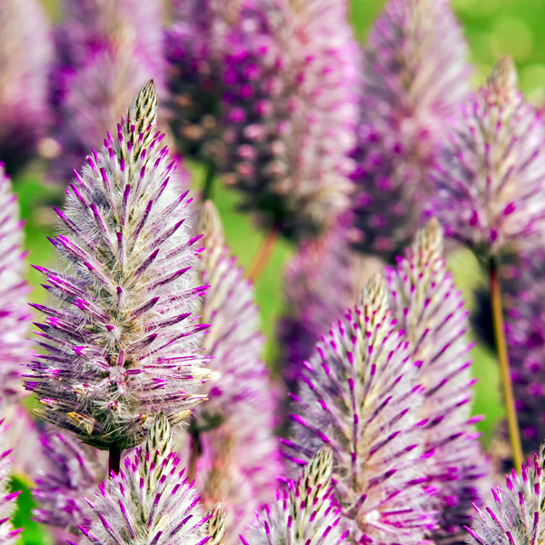 Ptilotus Rosie Ptilotus Rosie
