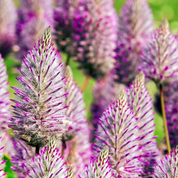 Ptilotus Rosie Ptilotus Rosie