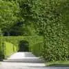 Fast-Growing Plants for Screening Rsz Archway 370677 640 - Garden Express Australia